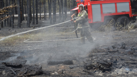 На восстановление сгоревшего в Воронежской области леса уйдет около 3 лет