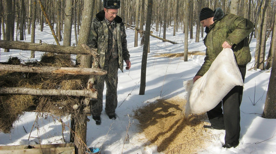 Панинские охотники подкормили зайцев и куропаток