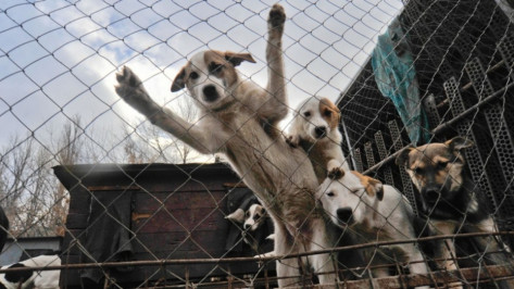 Фонд актрисы Брижит Бардо предложил помощь воронежскому приюту для собак 