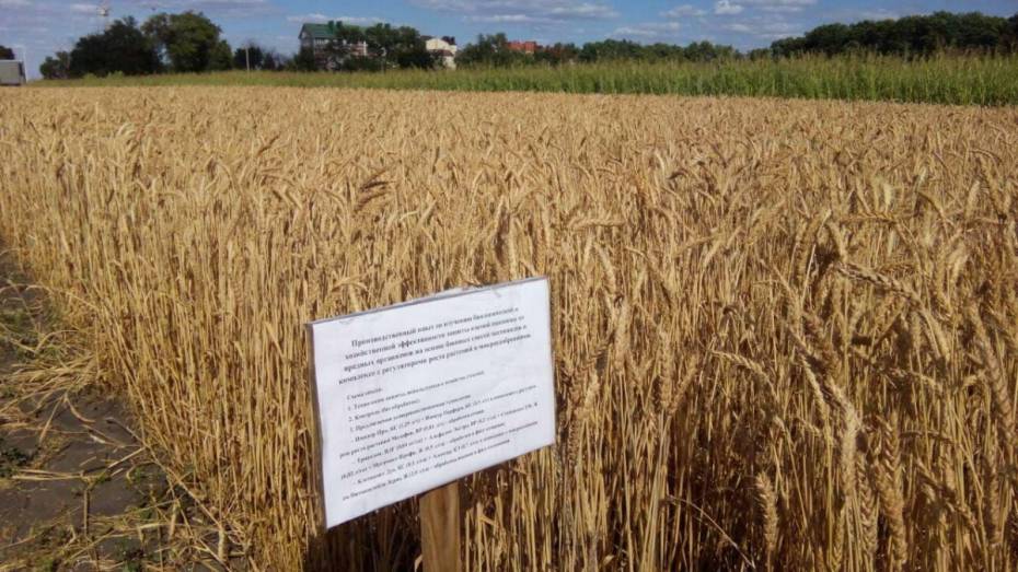 Воронежцы пожаловались на химическую обработку полей в черте города