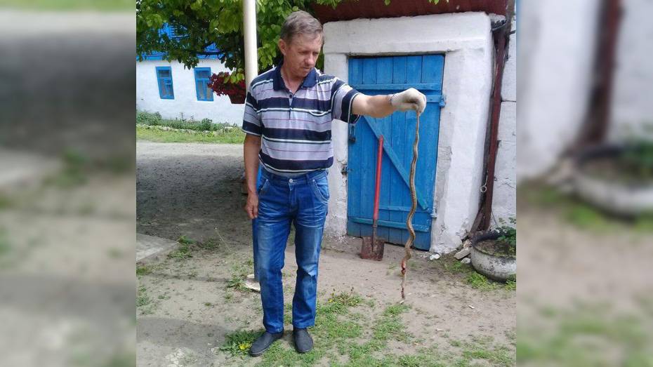 Житель богучарского села Терешково убил 60-сантиметровую змею