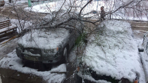В Воронеже из-за сильного снегопада упало 10 деревьев