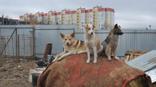 Волонтеры начали сбор подписей в защиту воронежского приюта «Дора»