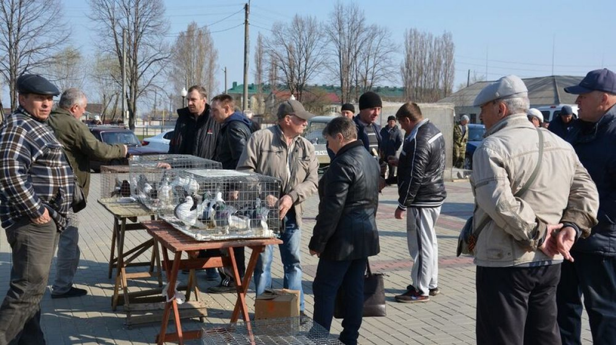 Подслушано поворино. Выставка голубей. Ярмарка голубей. Выставка голубей в Воронеже. Поворино Воронежская область.