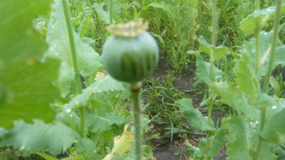 В Воронежской области рецидивист вырастил целый огород мака