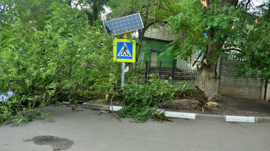 Старое дерево упало перед входом в школу в Воронеже