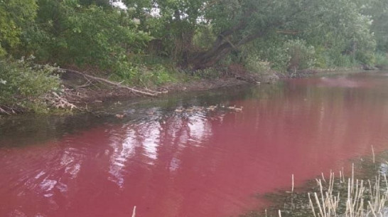 Экологи выяснят, почему водоем в Воронежской области стал красно-розовым