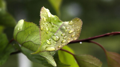 Синоптики: в Воронежской области задержится теплая и дождливая погода