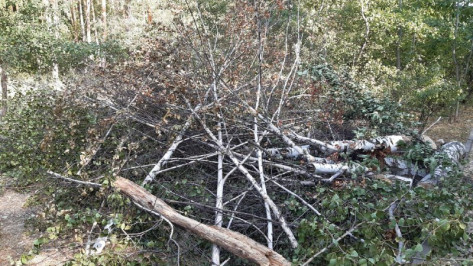 В лесопарке Оптимистов в Воронеже вырубили 130 аварийных и сухих деревьев