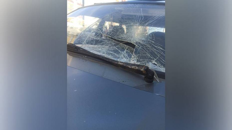 В воронежском микрорайоне «Боровое» живодеры выкинули из окна кошку