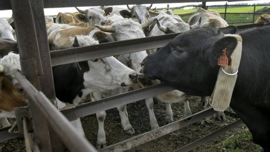 Строительство биржи скота в Воронежской области профинансирует «Сбербанк» 