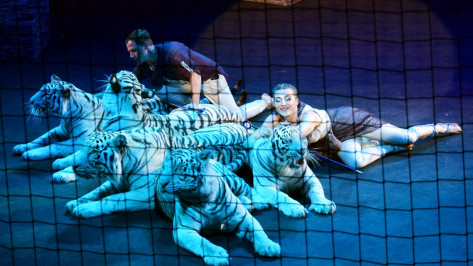 «Поцелуй с тигром». Каким ноу-хау в дрессуре хищников удивят зрителей в Воронежском цирке