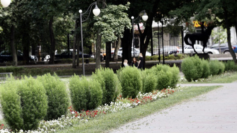 В Левобережном районе Воронежа построят новый парк