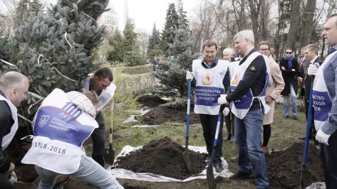 В воронежском Кольцовском сквере высадили уникальные деревья из Бельгии 
