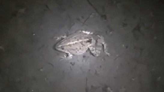 В Воронежской области из-за аномально теплой зимы проснулись лягушки