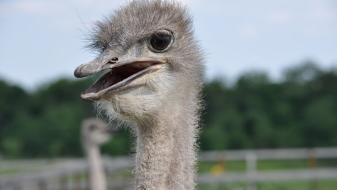 В Воронежской области страусиную ферму выставили на продажу за миллион долларов