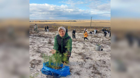 В россошанском селе Новая Калитва высадили 500 краснокнижных меловых сосен