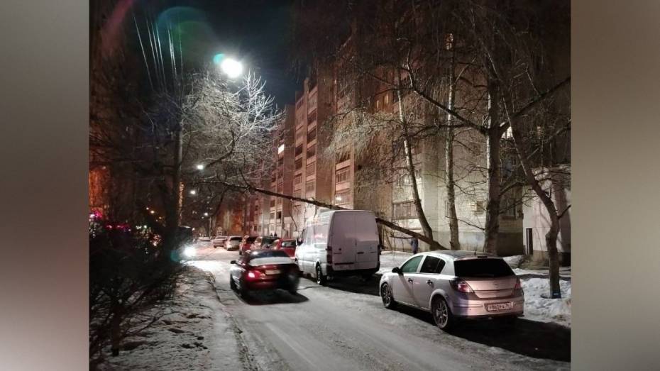 В Воронеже сильный ветер повалил 30 деревьев 16 февраля