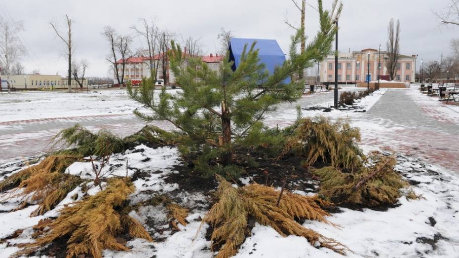 В кантемировском селе неизвестные сломали новогоднюю елку