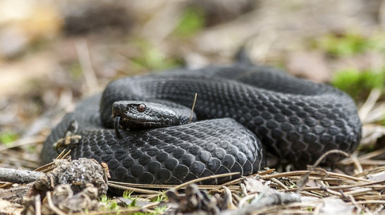 В Воронежской области после зимовки проснулись гадюки Никольского