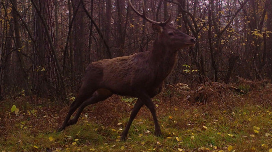 В Воронежском заповеднике в объектив фотоловушки попал «единорог»