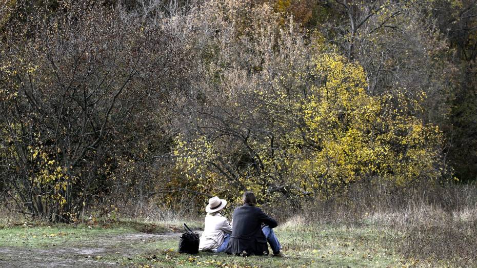 Контроль за деревьями Воронежа предложили передать комиссии из ученых и общественников