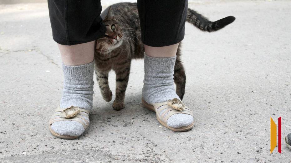 В Воронеже хозяйка выбросила кошку с одного из верхних этажей многоэтажки