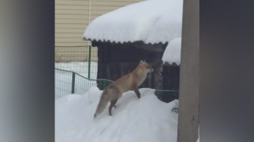В Борисоглебске Воронежской области заметили лису: видео