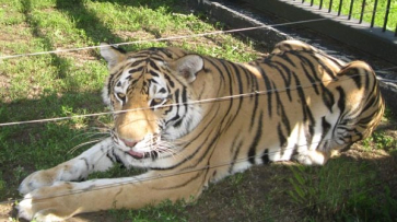 Тигрица Шилка переехала в новый вольер воронежского зоопарка