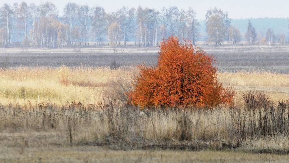 Главный метеоролог Воронежской области рассказал о погоде в ноябре