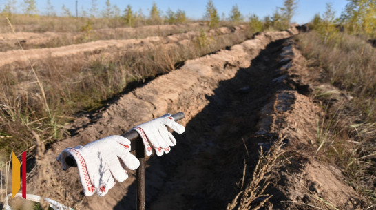 В Воронежской области посадят 196 га леса