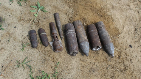 В лесу под Воронежем нашли 43 боеприпаса времен ВОВ