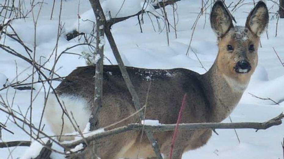 В Воронежской области на школьный двор забежала косуля