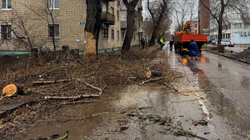 На улице Свободы в Воронеже высадят новые деревья взамен вырубленных