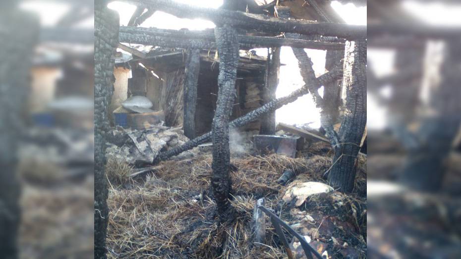 В Кантемировском районе при пожаре сгорели 2 коровы и 2 бычка