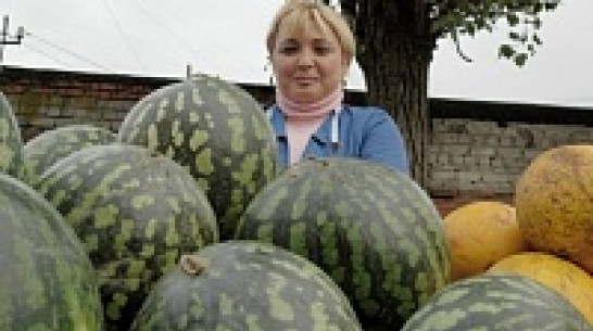 В пяти районах Воронежа пройдут сельхозярмарки