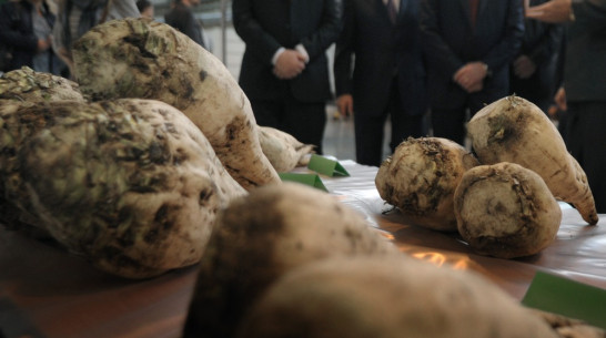 Власти поддержат воронежских инвесторов свеклосахарной отрасли