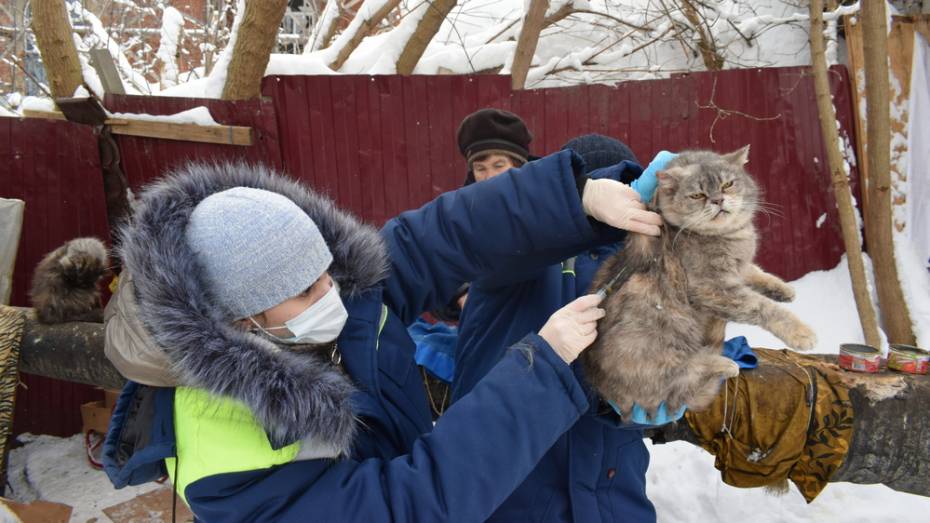 В Грибановке ветеринары привили от бешенства 25 бездомных кошек на теплотрассе