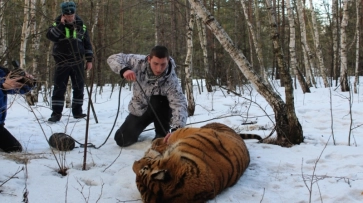 Росприроднадзор проверит инцидент со сбежавшим в Воронеже тигром