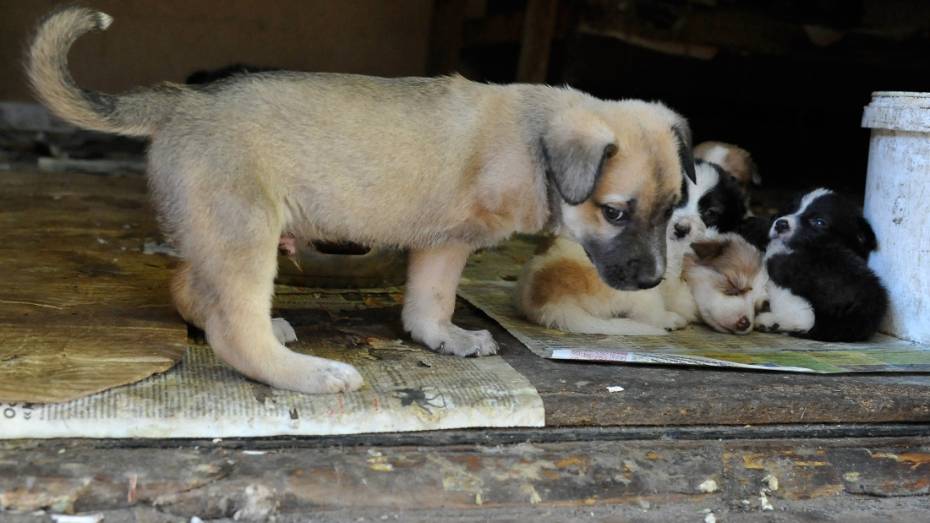 Воронежские зоозащитники начали поиск хозяина для трехлапого щенка
