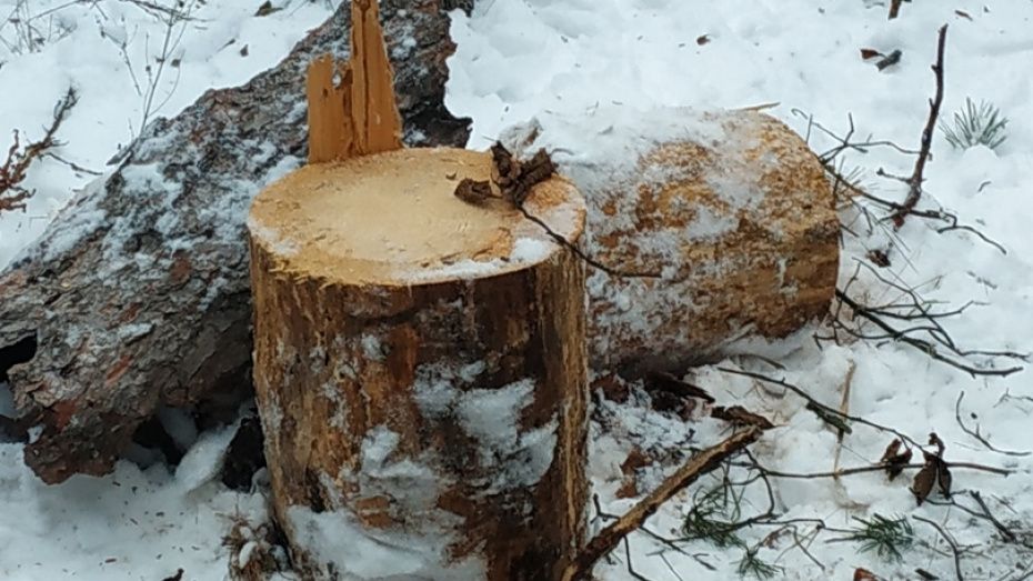 Управление лесного хозяйства объяснило вырубку деревьев в воронежском Тепличном