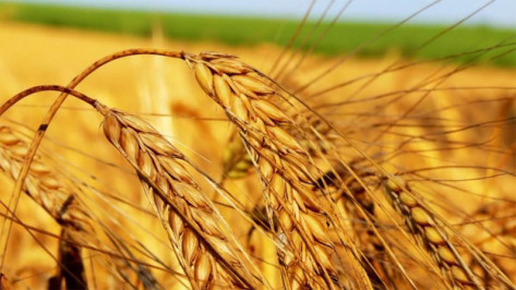 Агрофирме из Рамонского района выплатили 4,8 млн рублей страховки за погибшую пшеницу