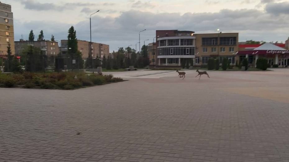 Ранним утром на площади в центре Павловска местный житель заметил косуль