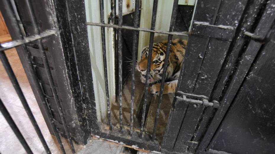 Воронежский зоопарк назвал самые интересные варианты клички амурскому тигру