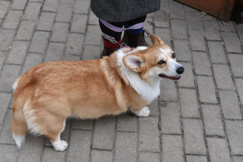 Прогулка корги