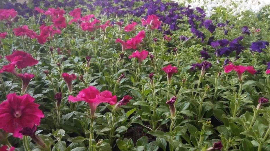 В Павловске для украшения городских пространств посадят около 16 тыс цветов