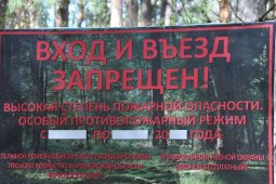 Запрет на посещение воронежских лесов планируют продлить до 20 сентября