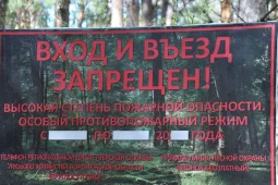 Запрет на посещение воронежских лесов планируют продлить до 20 сентября