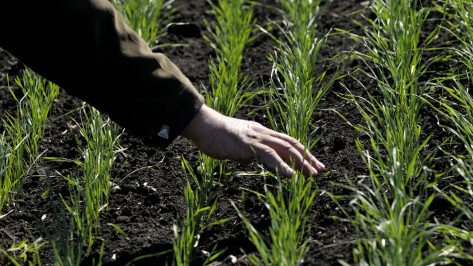 Воронежские аграрии получат более 2 млрд рублей на поддержку растениеводства 