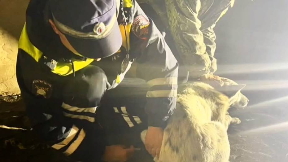 По зову сердца: в Воронежской области полицейские спасли сбитую иномаркой собаку
